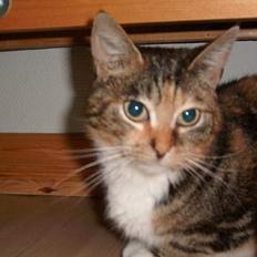 Blanding af racer Sofie