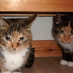 Blanding af racer Sofie