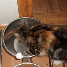 Blanding af racer Sofie