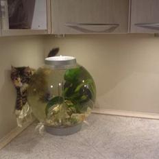 Blanding af racer Jasmin - Piv