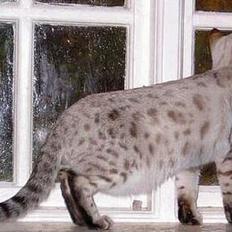 Bengal Trillo