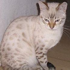 Bengal Trillo