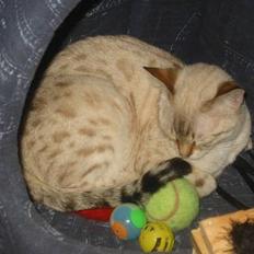 Bengal Trillo