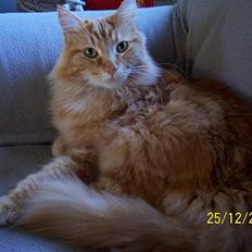 Maine Coon " The Prince" 