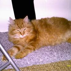 Maine Coon " The Prince" 