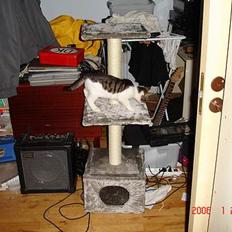 Blanding af racer skævben