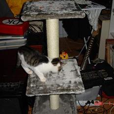 Blanding af racer skævben