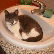 Blanding af racer Sweety