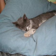 Blanding af racer Sweety