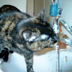 Huskat Angel #R.I.P#