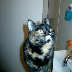 Huskat Angel #R.I.P#