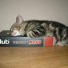 Blanding af racer Niji