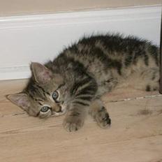 Blanding af racer Niji