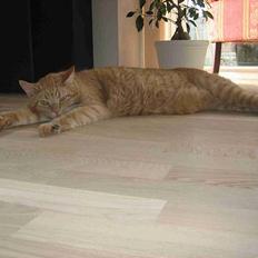 Blanding af racer Valdemar den Store