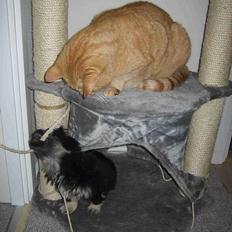 Blanding af racer Valdemar den Store