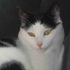 Blanding af racer Herbert den Lille * RIP *