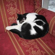 Blanding af racer Herbert den Lille * RIP *