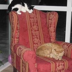 Blanding af racer Herbert den Lille * RIP *