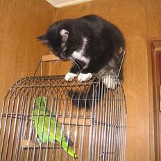 Blanding af racer Samba<3