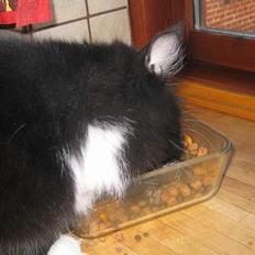 Blanding af racer Samba<3