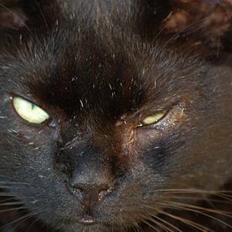 Blanding af racer Figaro