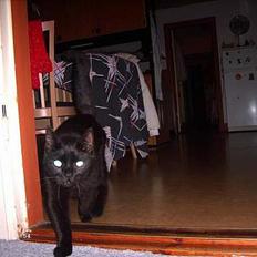 Blanding af racer Figaro