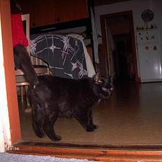 Blanding af racer Figaro