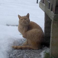 Blanding af racer Felix