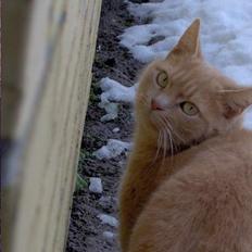 Blanding af racer Felix