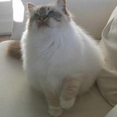 Hellig Birma Con Meo´s Bébé