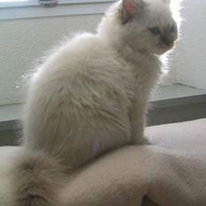 Hellig Birma Con Meo´s Bébé