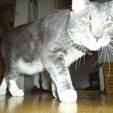 Blanding af racer Pjevs