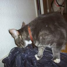 Blanding af racer Pjevs