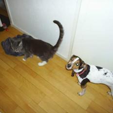 Blanding af racer Pjevs