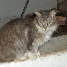 Maine Coon mille  *DØD*