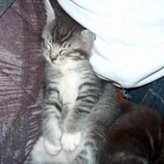 Maine Coon mille  *DØD*