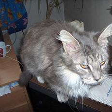 Maine Coon mille  *DØD*