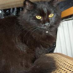 Maine Coon charlie*flyttet til nabo*