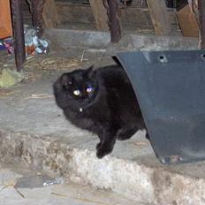 Maine Coon charlie*flyttet til nabo*