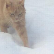 Blanding af racer Felix