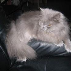 Blanding af racer Mille (mus)