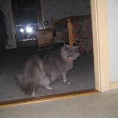 Blanding af racer Mille (mus)