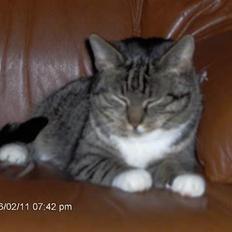 Blanding af racer kirke