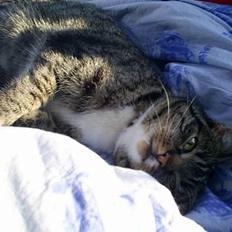 Blanding af racer kirke