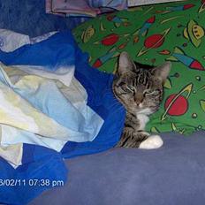 Blanding af racer kirke