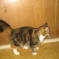 Blanding af racer Trille død :',( D.8/10-06