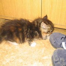 Blanding af racer Trille død :',( D.8/10-06