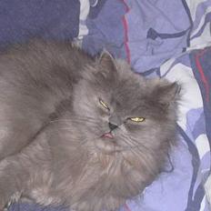 Blanding af racer Trille død :',( D.8/10-06