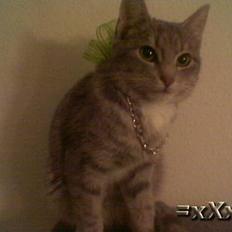 Blanding af racer Emma