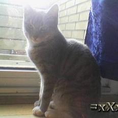 Blanding af racer Emma